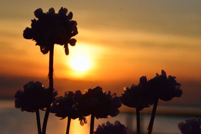 Close-up of silhouette flowering plant against sky during sunset