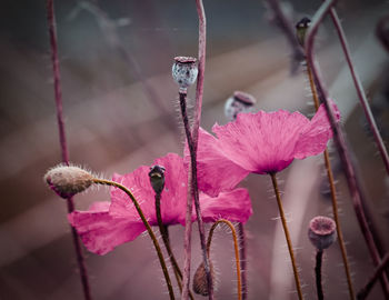 Close-up of pink flowering plants