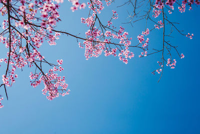 Low angle view of cherry blossoms against sky