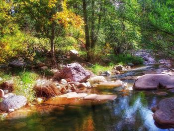 Scenic view of river in forest
