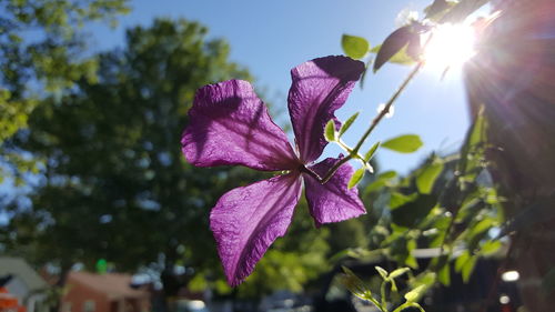 Low angle view of blooming plant