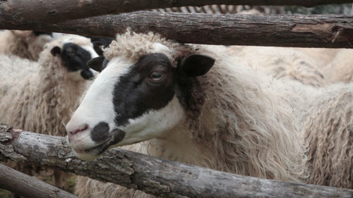 Sheep in a pen