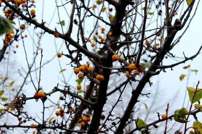 Low angle view of orange tree against sky