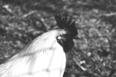 Close-up of rooster