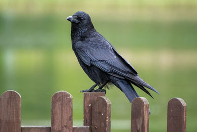 Close-up of bird perching on wooden post