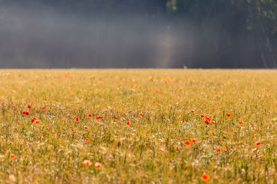 Scenic view of flowering plants on a misty morning