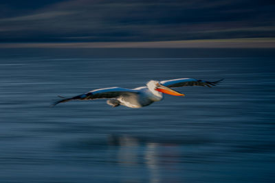 Bird flying over lake