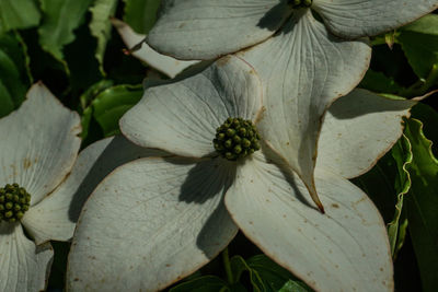 Close-up of white day lily blooming outdoors