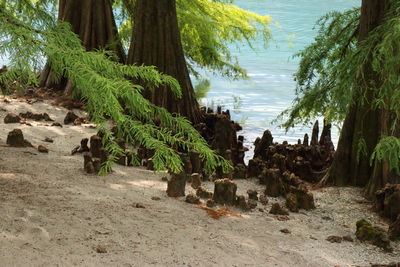 Scenic view of palm trees on beach