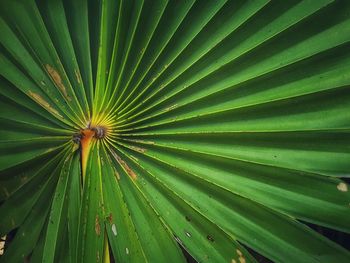 Full frame shot of palm leaves