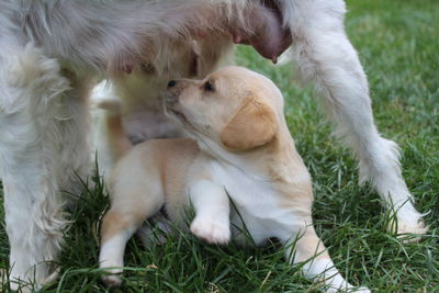 Close-up of dog in grass nutrition of puppy