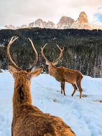 View of deer on snow covered field