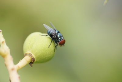 Close-up of insect on leaf