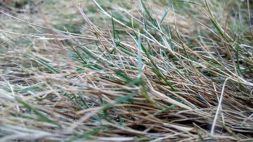 Close-up of plants growing on field