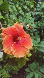 Close-up of red hibiscus blooming outdoors