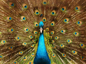 Close-up of peacock