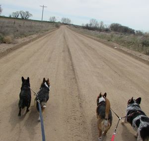 Dogs walking on dirt road against sky