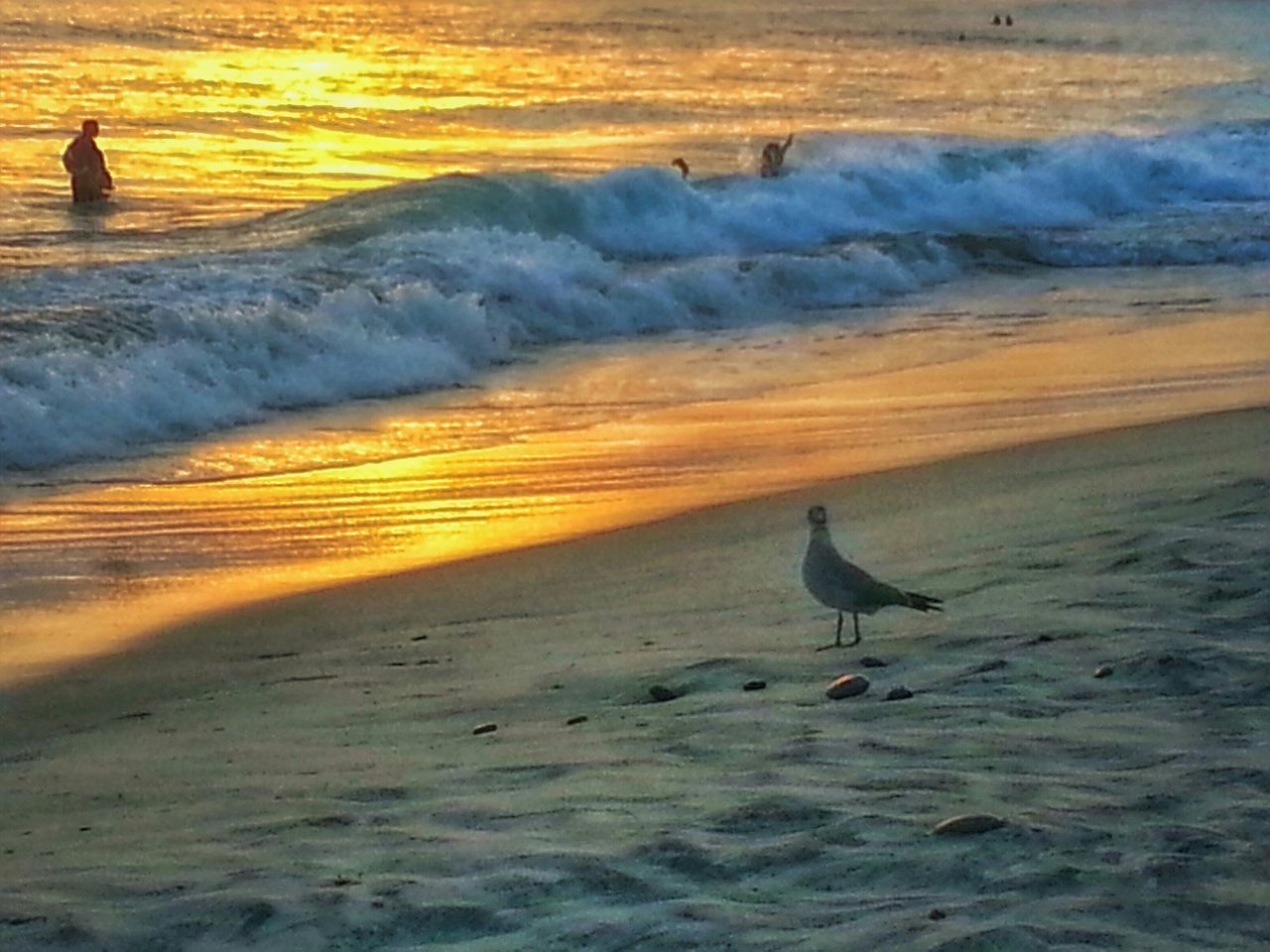 bird, animal themes, animals in the wild, water, wildlife, sea, sunset, beach, flying, beauty in nature, nature, wave, shore, scenics, swimming, seagull, orange color, tranquility, two animals, motion