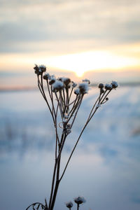 Close-up of wilted plant against sky during sunset