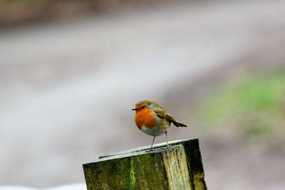 Close-up of bird perching outdoors