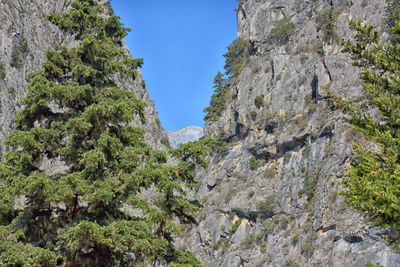 Low angle view of rock formation amidst trees against sky