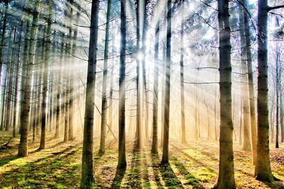 Pine trees in forest