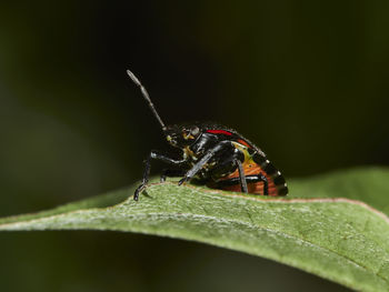 Close-up of insect on leaf