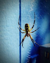 Close-up of spider on web