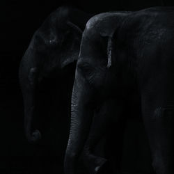 Close-up of elephant over black background