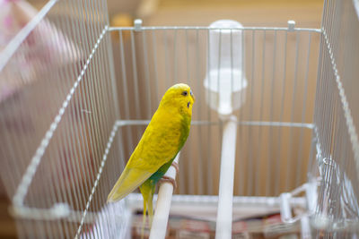 Cute little parakeet budgie at home