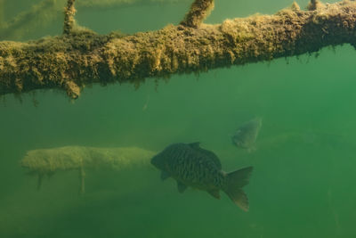 Fish swimming in sea