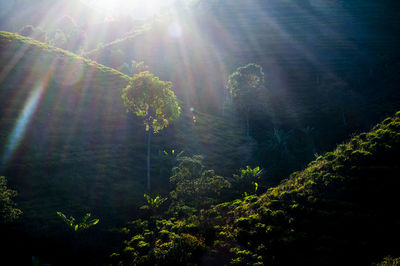 Sunlight streaming through trees in forest