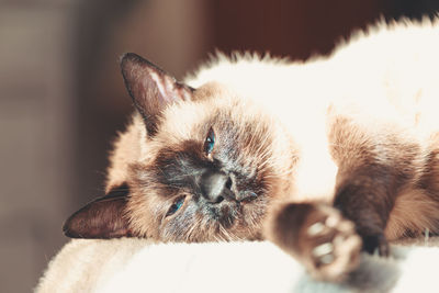 Close-up of a cat