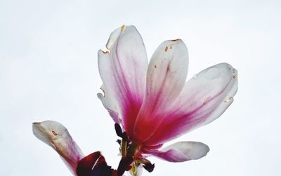 Close-up of pink flower over white background