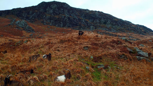 Scenic view of landscape and mountain goats