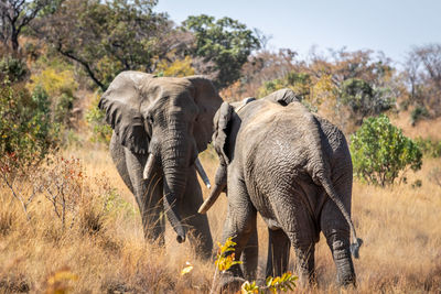 Elephant in a field