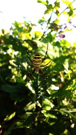 Close-up of insect