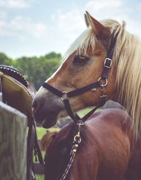 Close-up of horse cart against sky