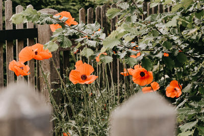 Close-up of orange flowering plants