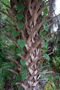 Close-up of ivy growing on tree trunk in forest