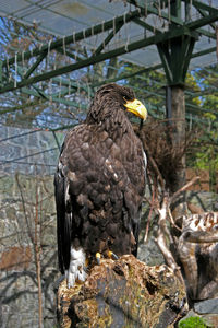 Close-up of eagle perching on tree