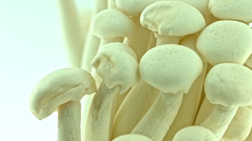 Close-up of mushrooms against white background