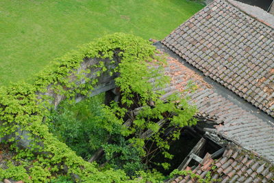 High angle view of tree and building