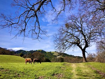 Horses in a field