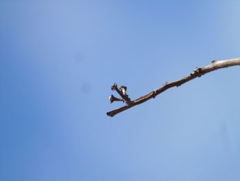 Low angle view of a bird on a tree