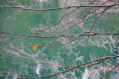 Close-up of a tree