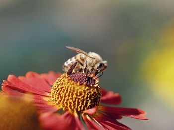 Close-up of honey bee on flower