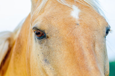 A portrait of a chestnut colored quarter horse in culver, indiana