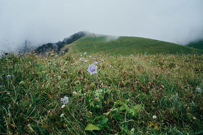 Scenic view of field against sky