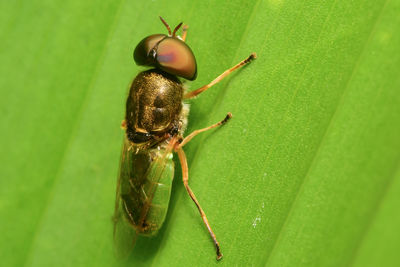 Close-up of spider on leaf